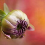 3D开奖结果765:历史开奖时间详细回顾 mxd58vcqzm