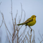 2016年亚冠联赛巅峰对决全程高清直播 r390po